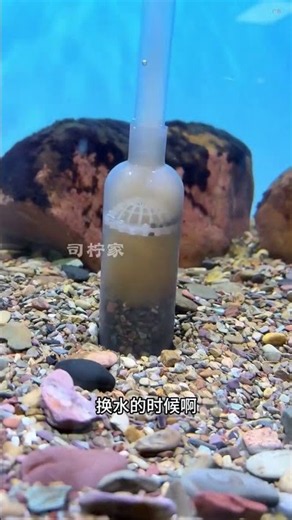 Tiger Barb Fish Eggs — Nature’s Amazing Breeding Process! 🥚🐠 #Shorts#youtubeshorts#viral#trending