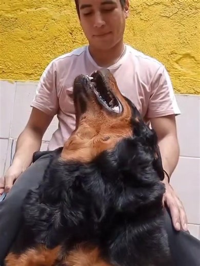 Tu Rottweiler, Siempre Mi Bebé Peludo