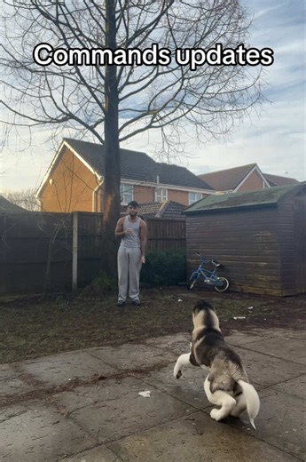 Effective Dog Training Tips for American Akitas