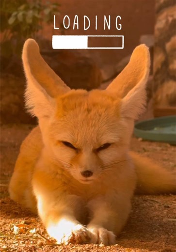 Experience the Vibrant Atmosphere of Phoenix Zoo