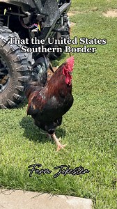 254K views · 1.4K reactions | United States Border and Mexico’s Border #mexico #unitedstates #border #fact #uselessfacts #fish #underwater #haha #dadjokes #chickens #chickensofinstagram #geese #geeseofinstagram #goose #comedy #funnyanimals #featheryfinetime #motherclucker #farmjokester | Michael Salerno | Facebook