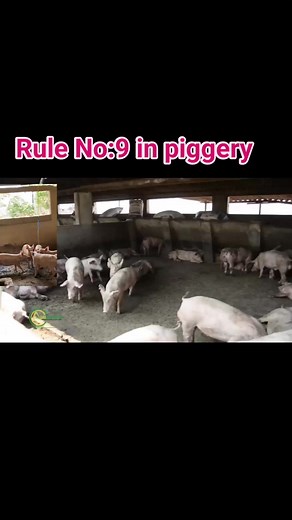 Before you start a piggery business, make sure you have enough passion, not just the money. #viralreelschallenge2025viralreelschallengejaiviralreelschallengeviralreelschallenge #PigFarmingNigeria #viralvideochallenge | Nicefarm Agro