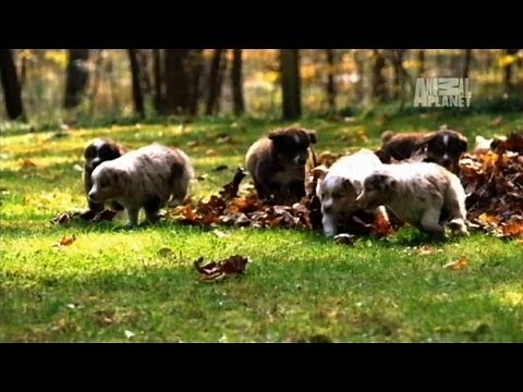 Mini Australian Shepherds | Too Cute!