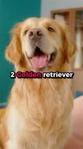 3 best dogs you can count on for kids...