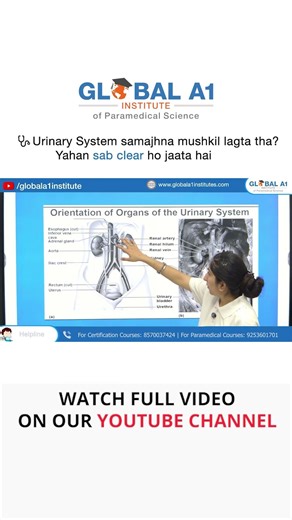 Urinary System Explained Simply | Best Anatomy Lecture for Students #urinarysystem #anatomy
