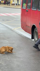 793K views · 29K reactions | Girl and rescued puppy face bus challenge #FabiosaKindnessinAction #compassion #love #help #kindness #viral #fyp | Fabiosa Kindness in Action | Facebook