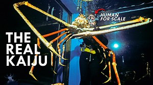 The Japanese Spider Crab Is Straight Out of a Monster Movie