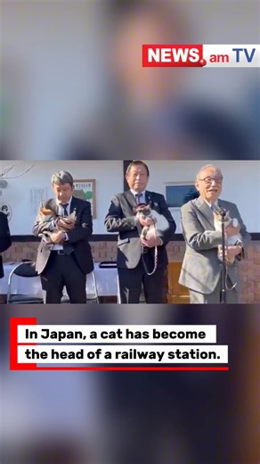 3.6K views · 51 reactions | In Japan, a calico cat named Yontama has...