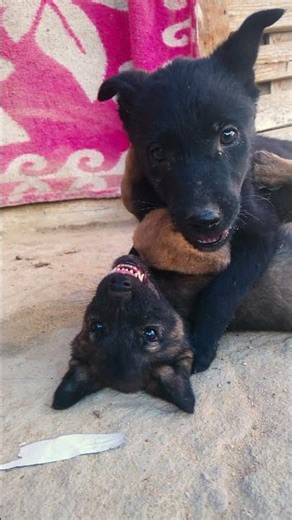 Tiny Monsters: Pure K9 Instinct! 🐺🔥#shorts #dogtraining