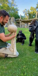 Man Does Magic Trick on Gorilla –You Won’t Believe What Happens Next #gorilla #funny #zoo #gorillaz
