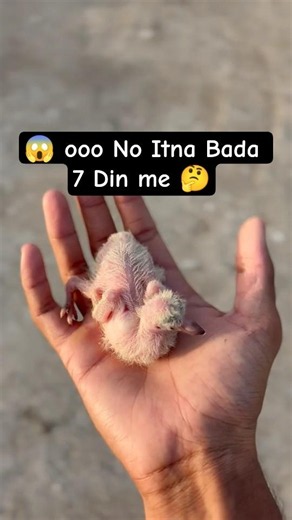Kabutar Magical Growth😱🕊️#youtube #shorts #pigeon #kabutar #growth #pigeongrowth