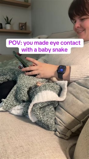 Let me introduce Helios! My new baby Ball Python 🐍 #snakesoftiktok #ballpythons #dogsandsnakes #huskiesoftiktok #helios