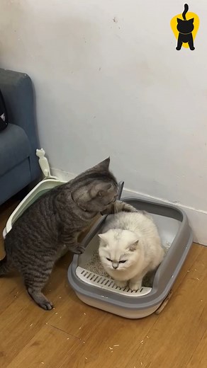 8K views | Go poop quickly #kitten #cats #cat #catsofinstagram #kittens #catstagram #gingerkitten #catlover #kitty #kittensofinstagram #instacat #meow #catlife #instagram #catlovers #cute #catoftheday #pet #pets #love #gingercat #animals #cutecat #kittycat #orangecat #lovecats #gato #cutecats #catlove #petsofinstagram | KK Viral | Facebook