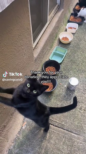 Adorable Homeless Cats in Need of Forever Homes