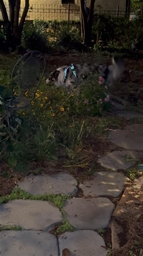 #Skye & I came out to look at the Full Harvest Moon. He decided to eat flowers instead. Moon is officially full at 10:48 pm. It is a supermoon because it is closer to earth its orbit & will appear bigger & brighter. It’s 1st of 3 supermoons this year. #nola WDSU News | Margaret Orr WDSU Chief Meteorologist Emeritus