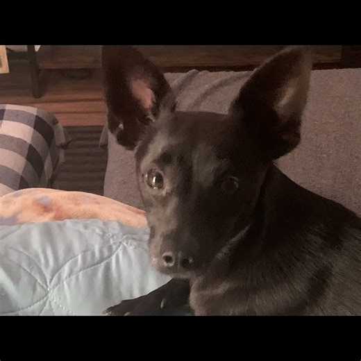 Rescued from a hoarding situation, Nico, Angel and Zena