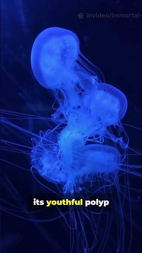 The Jellyfish that Never dies - Science behind Immortality?