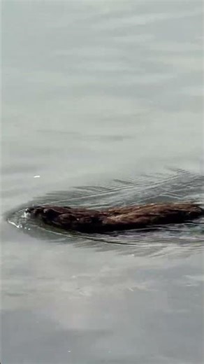 Muskrat