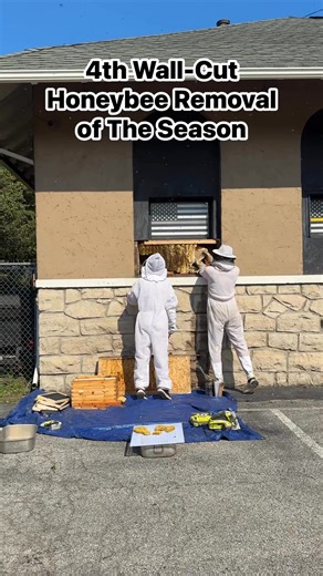 This honeybee removal project in Northwood, Ohio took place in summer of 2026. #Beekeeper #Beekeeping #SaveTheBees #MBK #MinfulBeekeeper #TheMindfulBeekeeper #Honeybees #HoneybeeRescue #Honey #Homestead #CountryLiving www.TheMindfulBeekeeper.com | Josh Tolento - Beekeeping & Wasp Removal