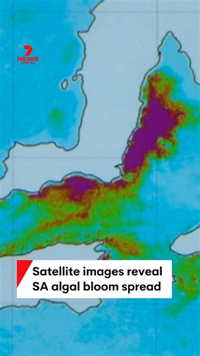 Marine disaster timeline: New satellite images show just how fast South Australia’s algal bloom has spread from a small cluster in March to now covering more than 4,000 sqm. #7NEWS | 7NEWS Adelaide