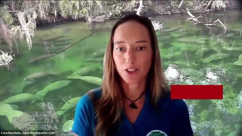 Conservation groups urge public involvement in manatee protection