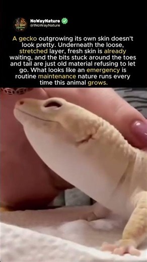 THE GECKO WHO INFLATED