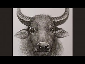 How to draw realistic Buffalo easy step by step