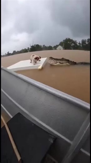 Dramatic Animal Rescue from Flood Waters