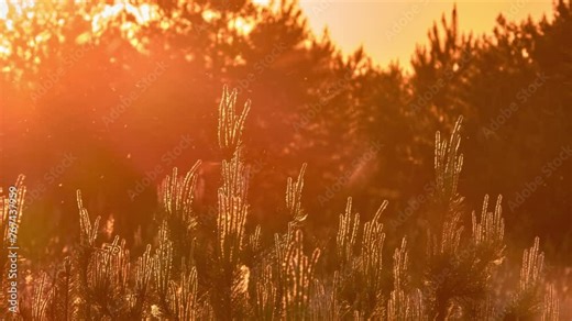 Stone pine, botanical name Pinus pinea, Italian stone, umbrella and parasol pine, is tree from pine family (Pinaceae). Tree is native to Mediterranean region, occurring in Southern Europe. Sunset.