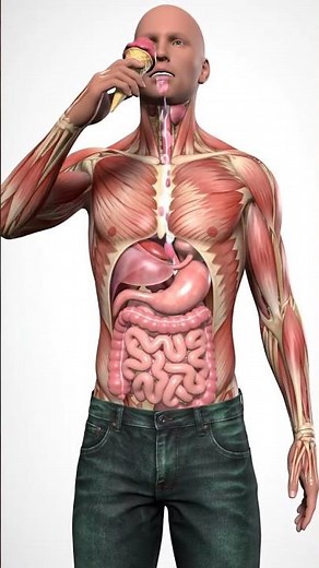 "Human Digestive System in Action | Ice Cream Journey with Parasites