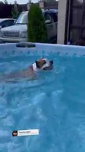 LoL 😂😂😂 | Animal World