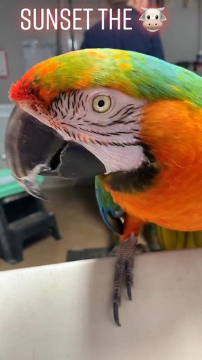 Colorful Catalina Macaw Talking at San Antonio Aquarium