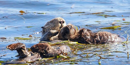 Female sea otters particularly adept at using tools to find food, study shows