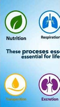 Class 10 Biology ch 1:Life process