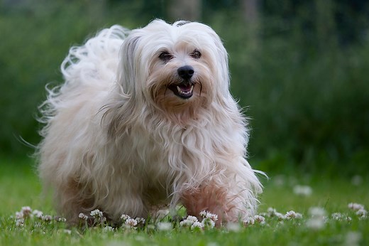 10 best hypoallergenic dog breeds that don't shed