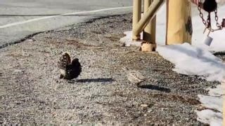 Watch as these Spruce Grouse put on a dramatic display to attract their mates, strutting their stuff in their walkup song. It's nature at its finest! Strut into your Monday with the confidence of a Spruce Grouse! (NPS/ Video of two Spruce Grouse involved in a mating dance, by Jesse Heinbaugh, at the entrance to the Wrangell-St. Elias National Park and Preserve Headquarters area in Copper Center, Alaska. May 2023) #SpruceGrouse #MatingDance #StrutWithConfidence #NatureLovers #WalkingOnSunshine #N