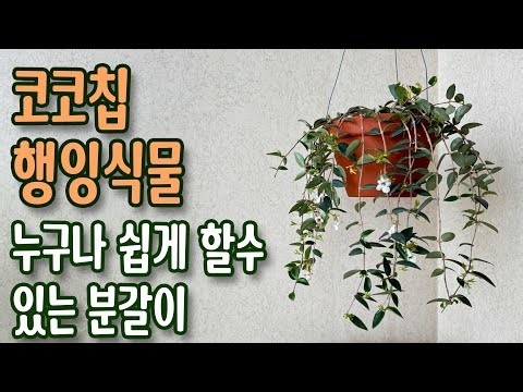 Repotting hanging plants isn't difficult! How to grow hanging plants successfully (watering, nutr...