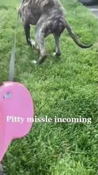 Funniest Animal Fails | Funny Pets moments #viral #animals #funnypets