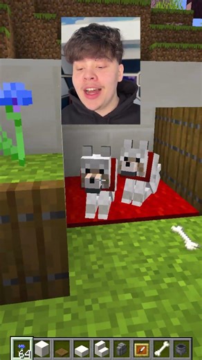 CASA PENTRU CAINE ! 🐶