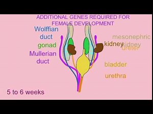 GONADAL GENDER 4: DAX1 WNT4