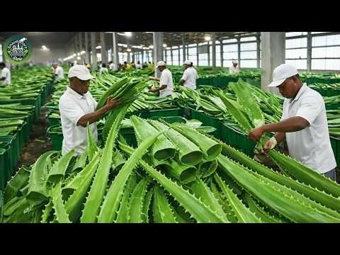 Inside an Insane Aloe Vera Gel Factory: Millions of Liters Made Daily