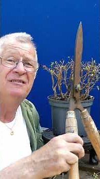 Azalea Pruning Made EASY No More Guessing!
