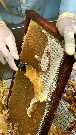 Uncapping Honeycomb / Pure Raw Honey Extraction 🍯🐝 #Shorts