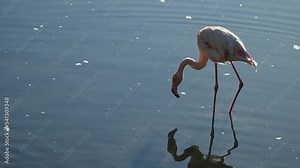 flock of Pink flamingos at sunrise rays in pink wild lake at national park. 4K high quality super slow motion video filmed on high speed camera Nikon z9