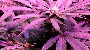 Here's what to know about Tennessee Hemp Supply, Murfreesboro's newest dispensary