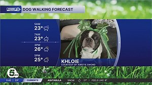 It's a 'White' St. Patrick's Day Dog Walking Forecast
