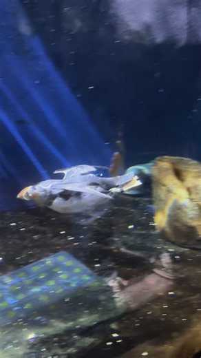 如果你还没见过海鹦游泳 第一次这么直观地看小鸟潜水！以前一直以为它们都是浮在水面上抓小鱼小虾吃，这也太小看它们了啊啊啊😅没想到小海鹦游泳的姿势跟飞翔一样，扇动翅膀像是在水里飞…#冰岛西人岛 #海鹦游泳 #海底观察员 #puffin #海鸟