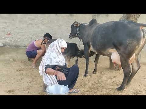 How to Learn Milking by Hands (Cow) Latest Video 2026