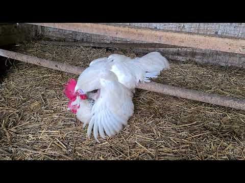 How Do Chickens Mate? (2)