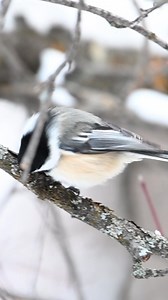 Adorable chickadee #nature #photography #naturephotography #pet #birdsofinstagram #animals #birdlife #ig #birding #naturelovers #wildlife #art #wildlifephotography #birdstagram #love #captures #nikon #parrotsofinstagram #birds #of #birdlovers #animal #birdwatching #photooftheday #bird #shorts | liza neva